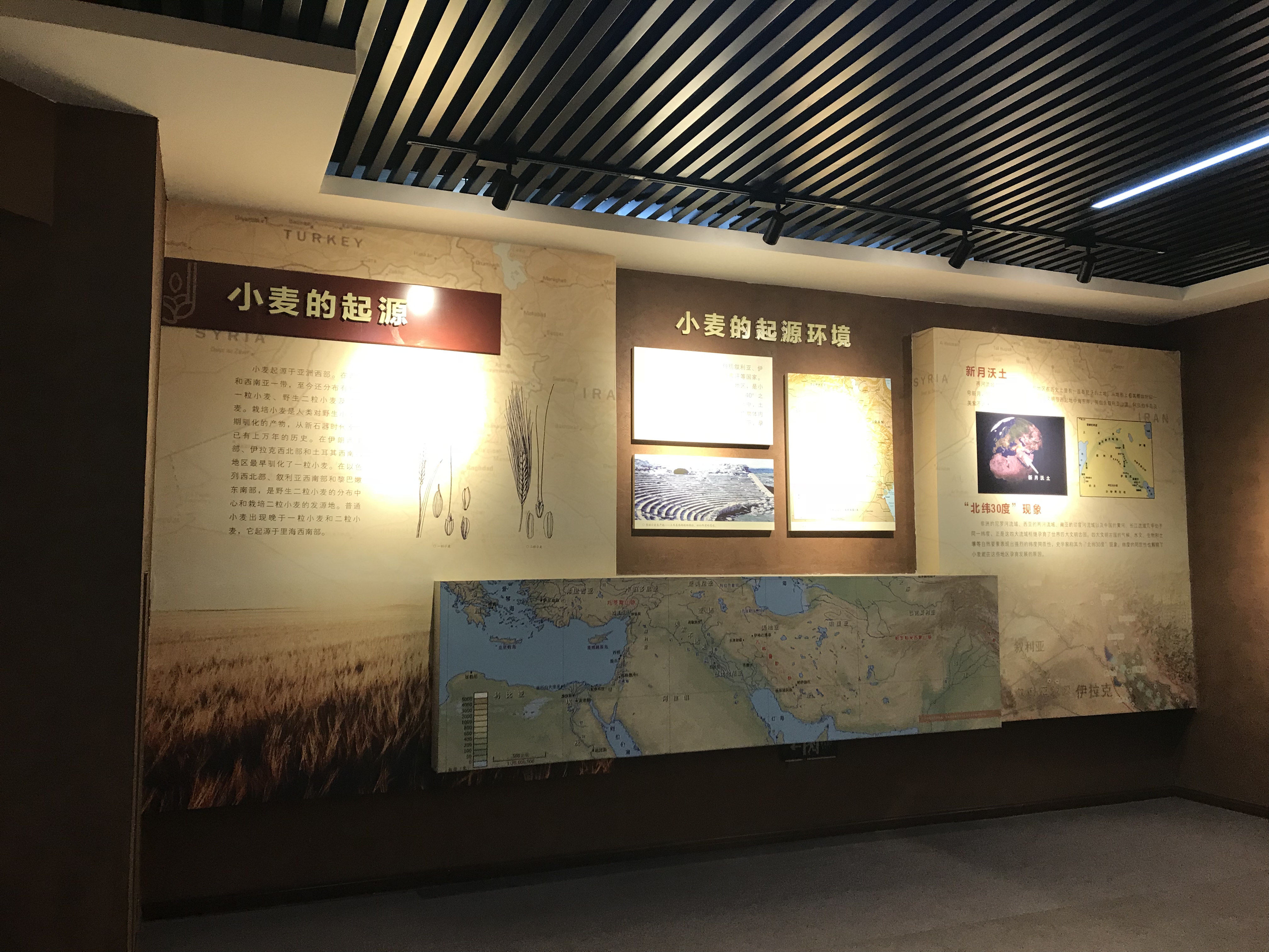温县小麦展厅